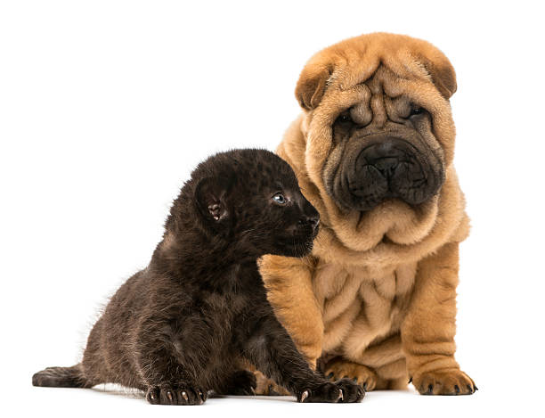 Shar pei puppy and Black Leopard cub sitting