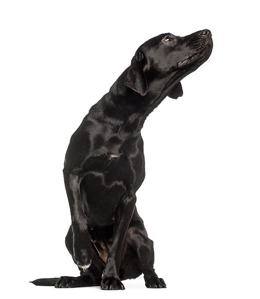 istock Labrador Retriever,1 year old, sitting and looking up curiously 450020149