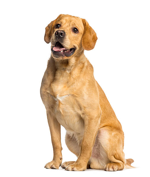 istock Labrador Retriever, 1 year old, sitting and panting, isolated 450020379
