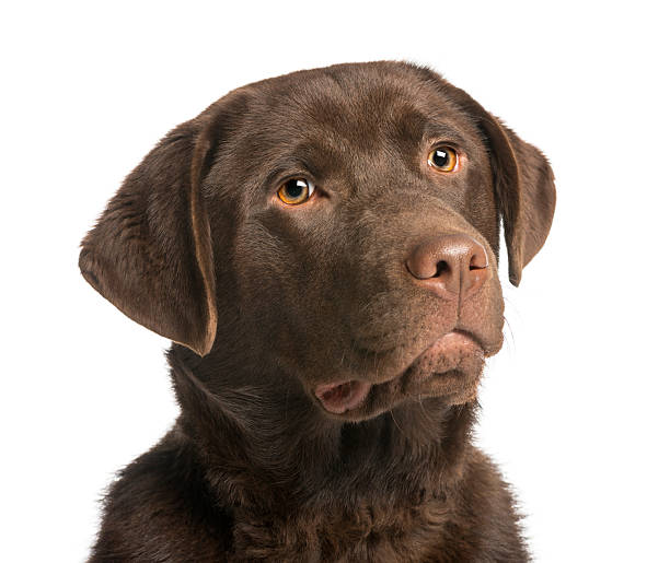 istock Close-up of a chocolate labrador, 7 months old, isolated 450020435