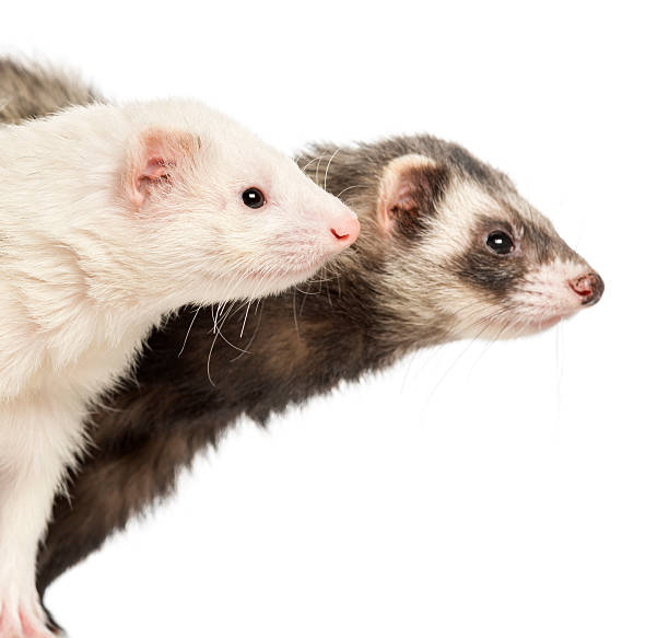 istock Close-up of two Ferrets, 2 years old, isolated on white 450020469