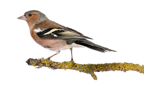 istock Male Common Chaffinch on a branch- Fringilla coelebs 450020485