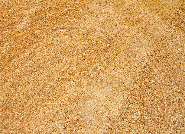 istock The texture of trunk  willow 450021867