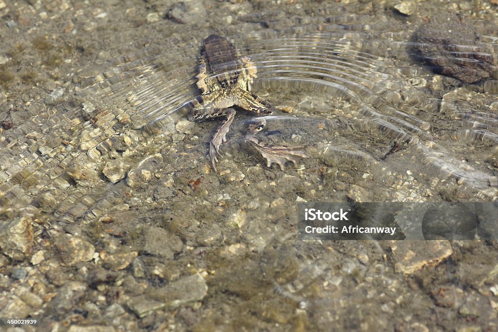 Alpine rana nadar en el lago de montaña Schwarzmoos, Kühtai, Austria - Foto de stock de Actividad libre de derechos