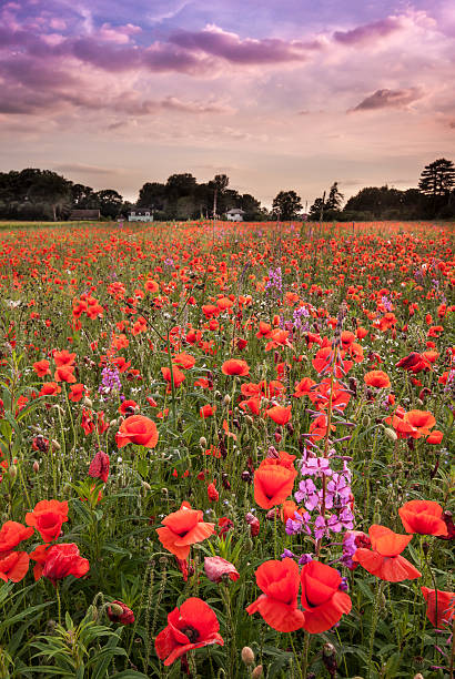 istock Poppies and rosebay willowherb 450021997
