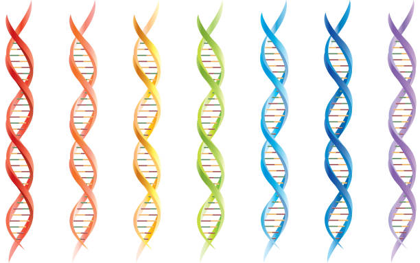 ilustrações, clipart, desenhos animados e ícones de segmentos de dna - white background yellow close up front view