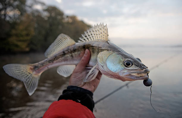 istock Walleye caught on handmade jig lure 450030673