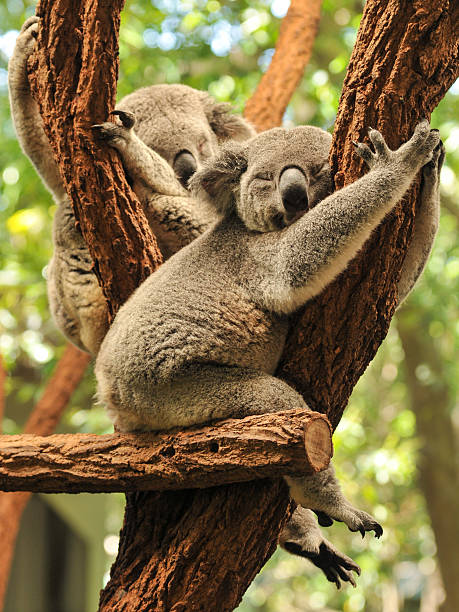 Sleeping koalas stock photo