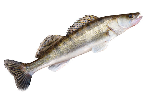 istock Walleye lying on concrete floor isolated with clipping path 450032243