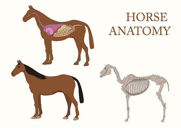 zoologi, anatomi kuda, penampang dan kerangka - ginjal binatang ilustrasi stok