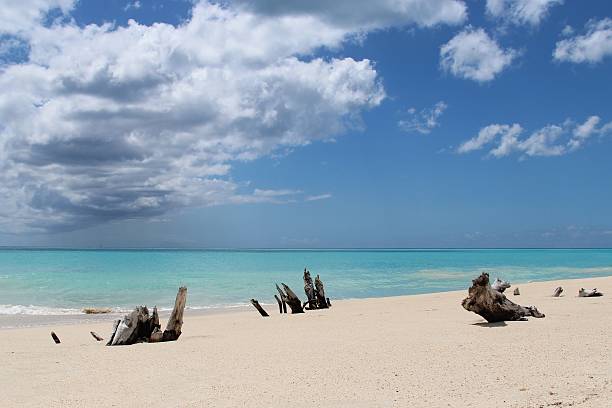 istock Caribbean beach with logs of driftwood 450033355