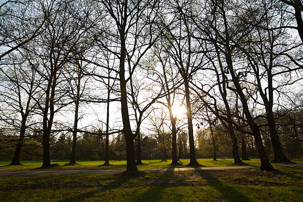 trees in the park stock photo