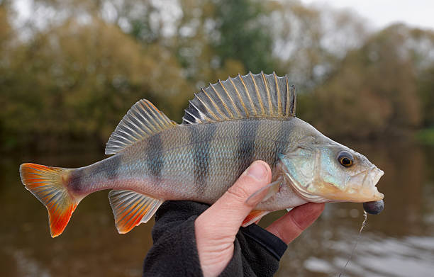 istock Common perch in fisherman's hand 450036525