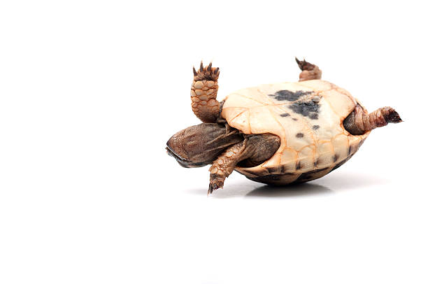 Turtle Turtle turned upside down, trying to get back. upside down stock pictures, royalty-free photos & images