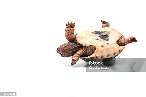 Turtle Stock Photo - Download Image Now - Upside Down, Turtle, Animal Shell