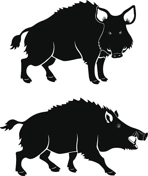 Vector illustration of Black and white icons showing the features of a wild boar