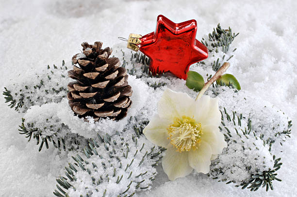 decoração de natal de vermelho e rosa estrela - schneerose imagens e fotografias de stock
