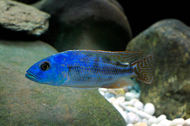 cyphotilapia frontosa - cyphotilapia frontosa photos et images de collection