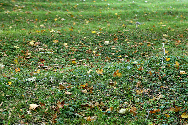 istock Landscape of colorful fall leaves 450037707