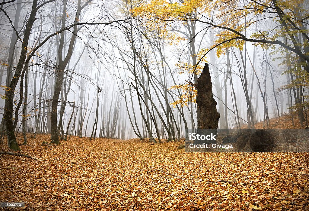 Осень в Лес - Стоковые фото Ветер роялти-фри