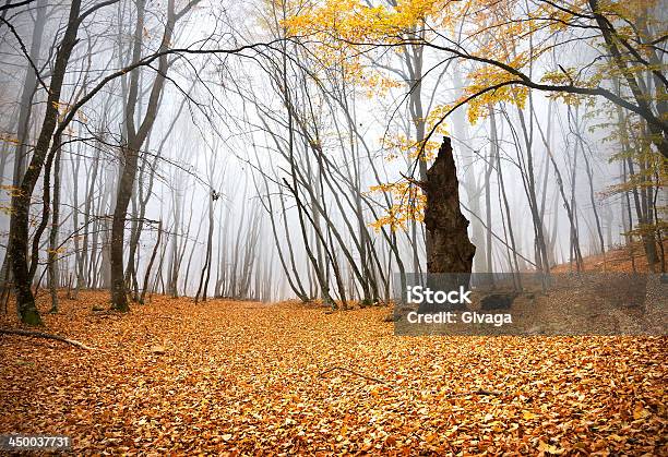 Осень В Лес — стоковые фотографии и другие картинки Ветер - Ветер, Лист, Абстрактный