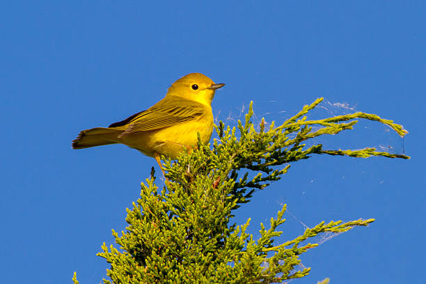 Yellow Bird stock photo