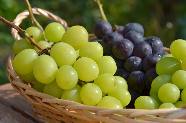grapes stock photo