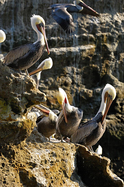 istock Brown Pelican Resting on Coastal Rocky Shore 450040223