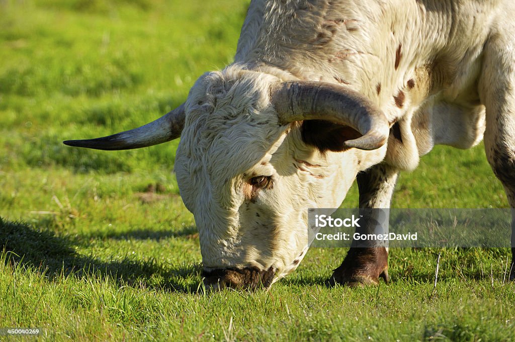 Close-up of Texas Longhorn Bull Close-up of Texas longhorn bull, grazing in field Animal Stock Photo