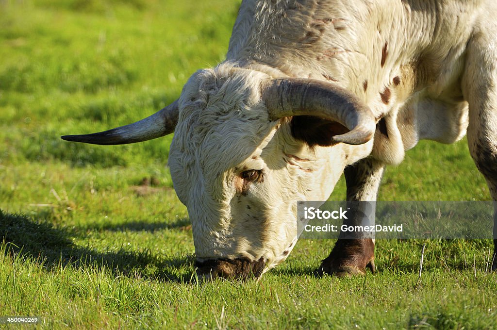 Close-up de touro Texas Longhorn Steer - Royalty-free Animal Foto de stock