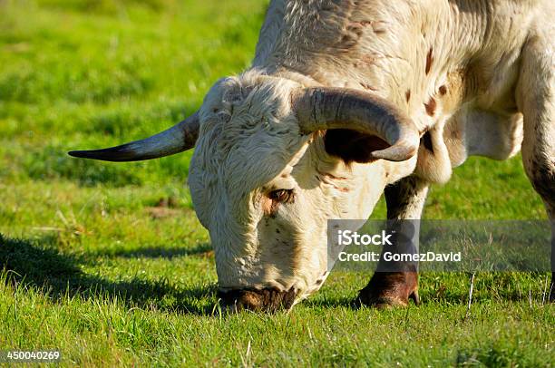 Closeup De Touro Texas Longhorn Steer - Fotografias de stock e mais imagens de Animal - Animal, Animal Doméstico, Ao Ar Livre