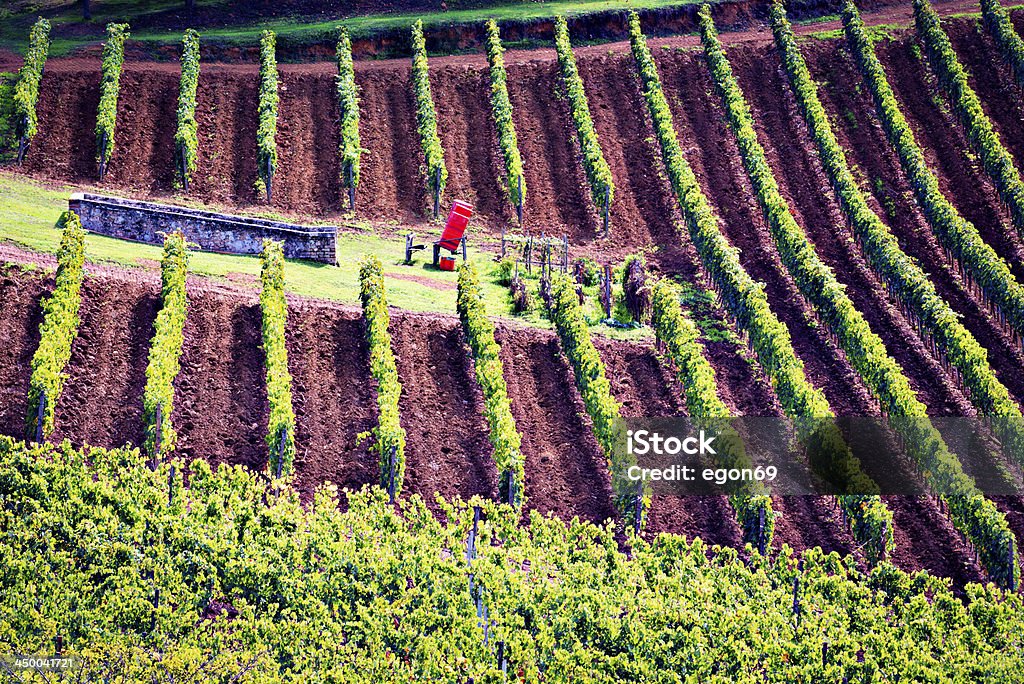 Paisaje de viñedos - Foto de stock de Agricultura libre de derechos