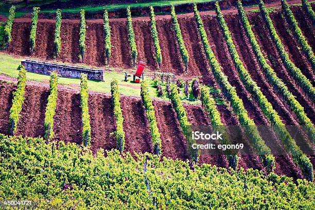 Paisaje De Viñedos Foto de stock y más banco de imágenes de Agricultura - Agricultura, Aire libre, Ajardinado