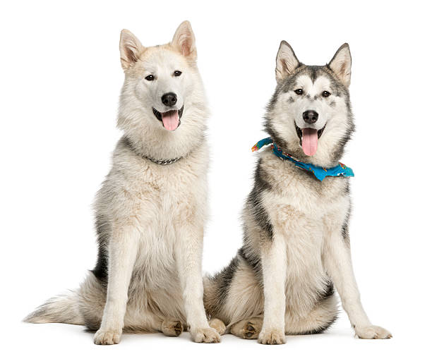 istock Two Alaskan Malamut, sitting and panting, isolated on white 450043069
