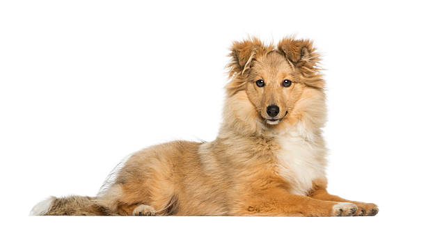 istock Border Collie, lying and facing, isolated on white 450043081