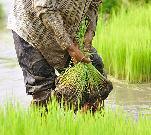 istock Rice in the farmers  hand 450047919