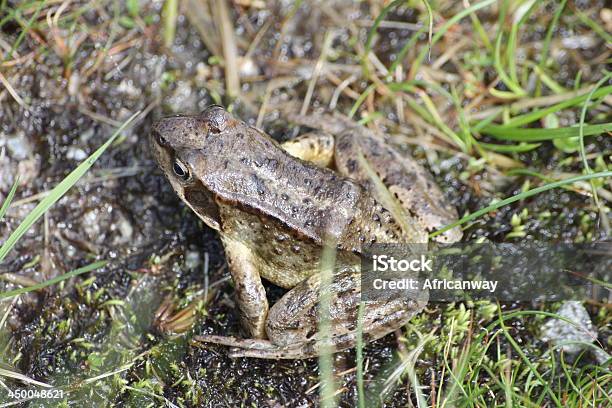 Rana Sul Prato Di Montagna Alpi Austria Schwarzmoos Kühtai - Fotografie stock e altre immagini di Ambiente