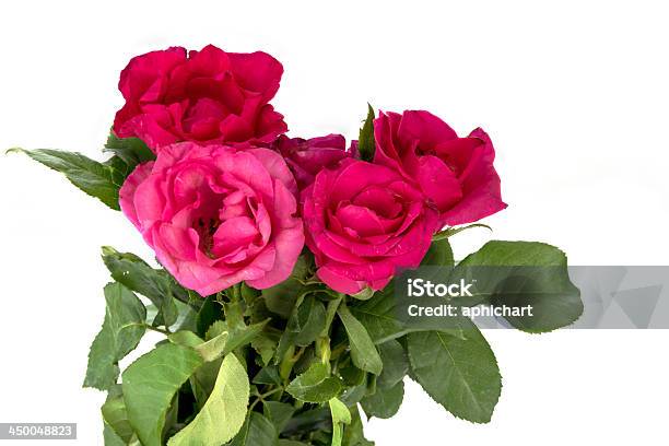 ローズ白背景 - 12本のバラのストックフォトや画像を多数ご用意 - 12本のバラ, カットアウト, ダース