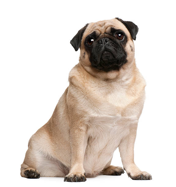 istock Pug, 2 years old, sitting in front of white background 450049795