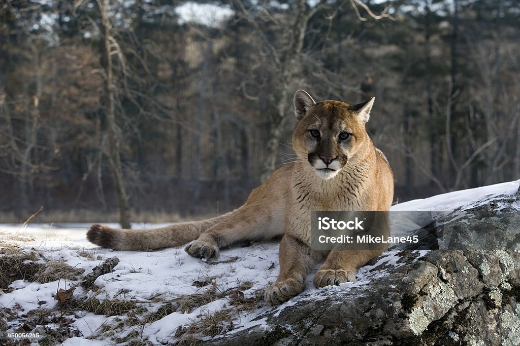 Puma lub Mountain lion, Pumaa concolor - Zbiór zdjęć royalty-free (Bez ludzi)