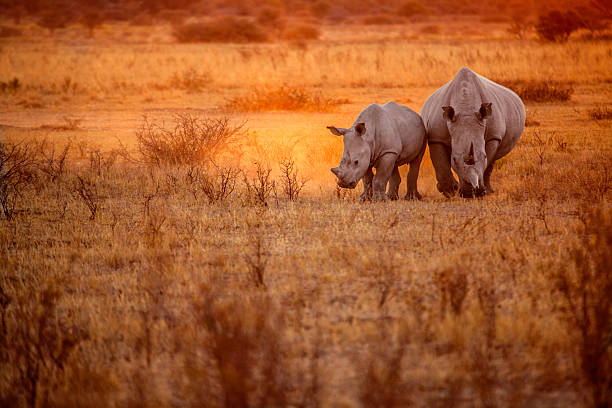 rhino pascolare - african wildlife foto e immagini stock