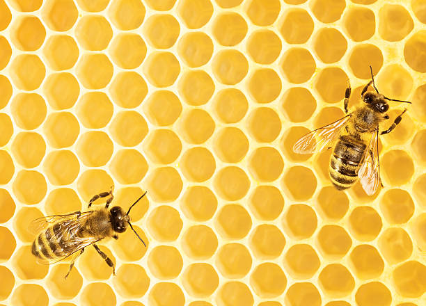 trabajo bees - honeyed fotografías e imágenes de stock