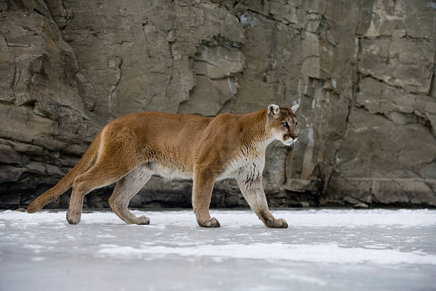 istock Puma or Mountain lion, Pumaa concolor 450061223