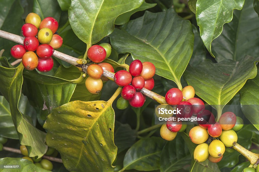 Ripe coffee on tree branch Agriculture Stock Photo