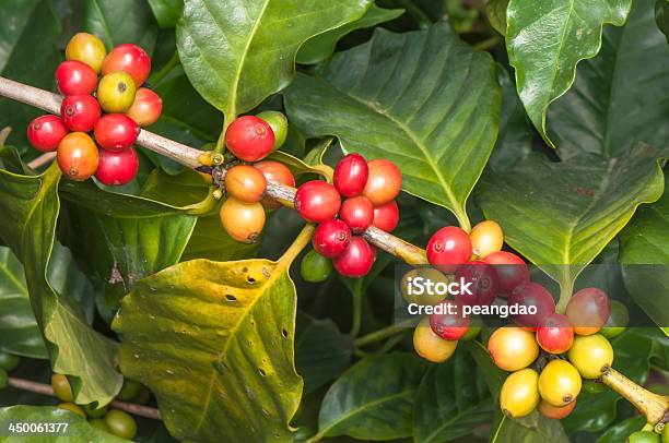 Ripe Coffee On Tree Branch Stock Photo - Download Image Now - Agriculture, Arabica Coffee - Crop, Bean