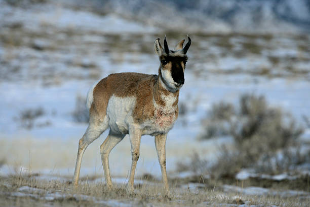 istock Pronghorn, Antilocapra americana 450061575