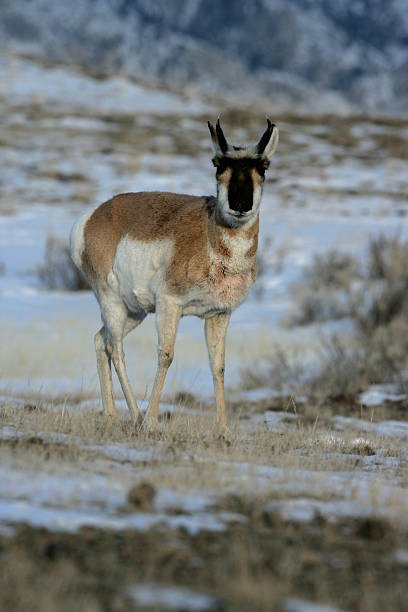 istock Pronghorn, Antilocapra americana 450061589