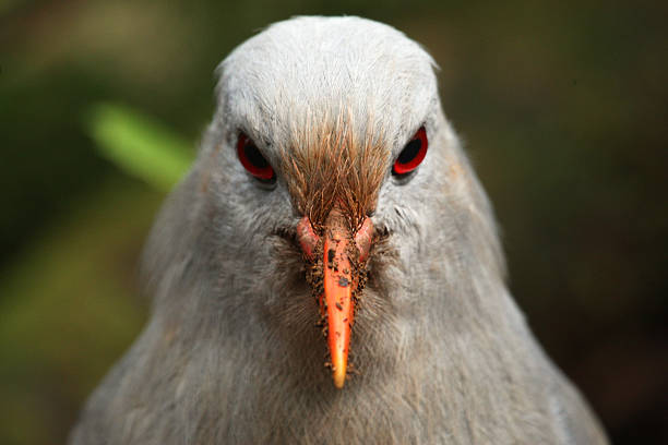 Closeup of a red-legged seriema, also called crested seriema