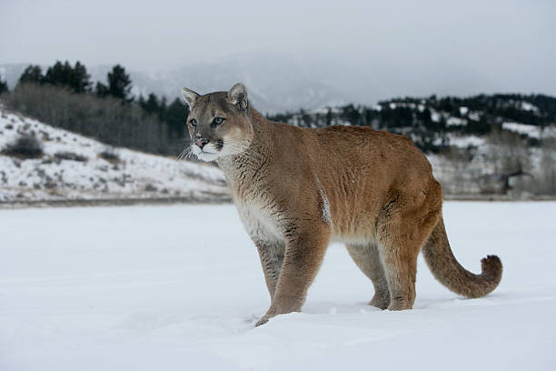 istock Puma or Mountain lion, Pumaa concolor 450062173