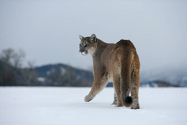 istock Puma or Mountain lion, Pumaa concolor 450062221